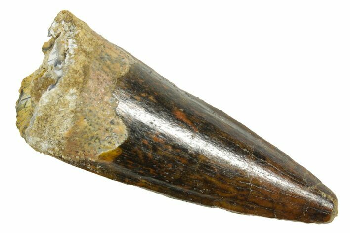 Fossil Spinosaurus Tooth - Real Dinosaur Tooth #363473